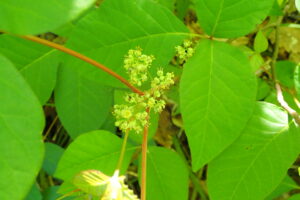 ツタウルシの花