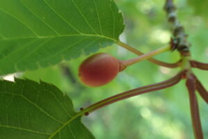 エゾヤマザクラの果実