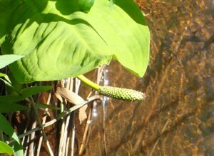 ミズバショウの果実