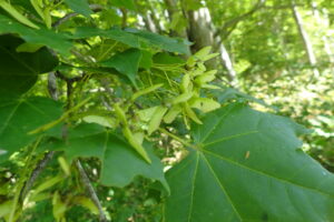 イタヤカエデの果実