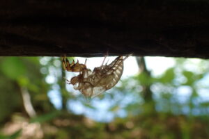 エゾハルゼミの抜け殻