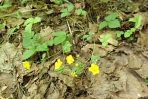ミツバツチグリの花