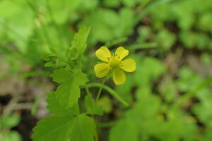 ヒメヘビイチゴの花