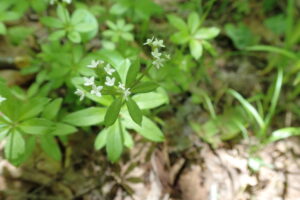 クルマバソウの白い花