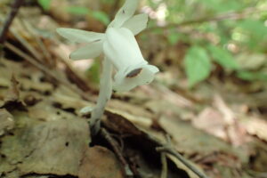 ギンリョウソウ