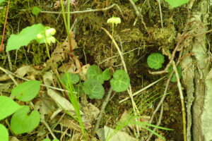 ジンヨウイチヤクソウの花