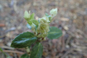 ウメガサソウの花