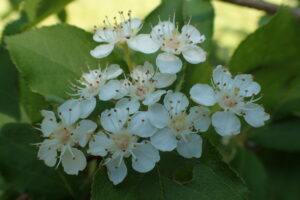 ワタゲカマツカの花