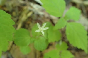 タニギキョウの花