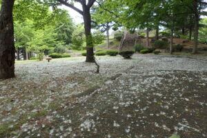 地面に積もった綿毛