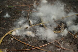 ドロノキの綿毛