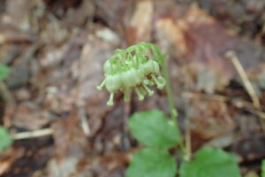 コイチヤクソウ