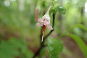 コイチヤクソウ