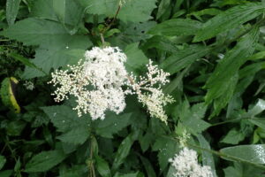 オニシモツケの白い花