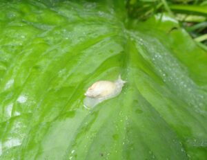 オカモノアラガイ