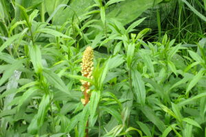 オニノヤガラの黄色い花