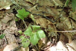 コウイチヤクソウの蕾