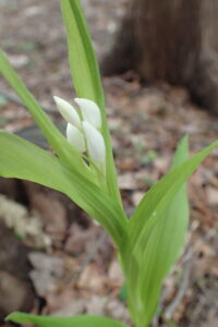 ササバギンランの花