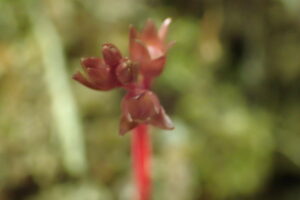 ヒトツバイチヤクソウの蕾