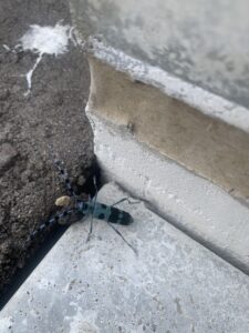 ルリボシカミキリ