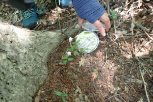 ウメガサソウの花の中を見せてくれるボランティアガイドさん