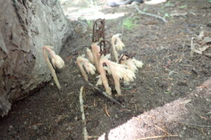 シャクジョウソウ