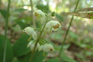 イチヤクソウの花