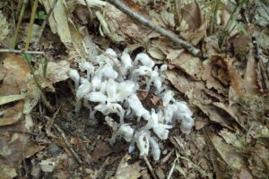 ギンリョウソウ