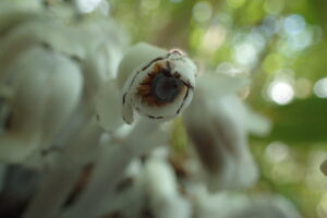 ギンリョウソウの花