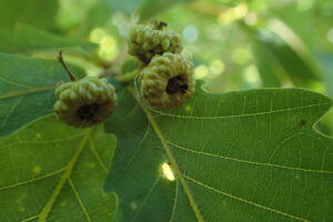 ミズナラのドングリのまだ小さいもの