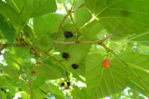 ヤマグワの果実