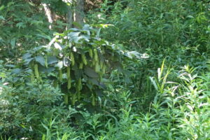 サワシバの果実