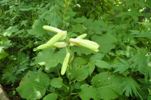 オオウバユリの蕾