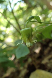 ナンバンハコベの花