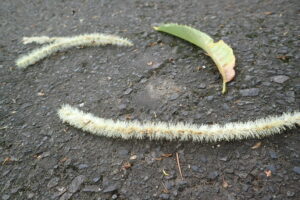 地面に落ちているクリの花