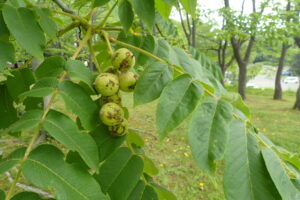 オニグルミの青い実