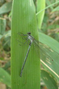 ニホンカワトンボ