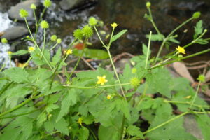 キツネノボタンの黄色い花