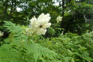 ホザキナナカマドの花