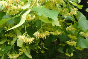 オオバボダイジュの花