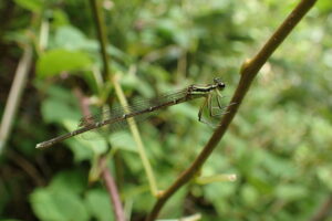 モノサシトンボ