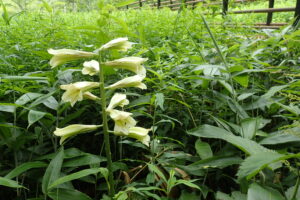 オオウバユリの花