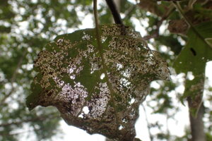 ケヤマハンノキの葉