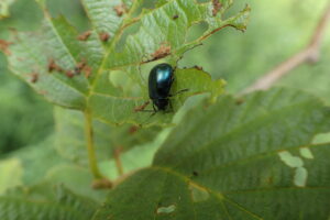 ハンノキハムシ