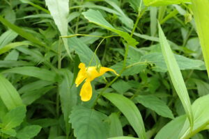 キツリフネの黄色い花