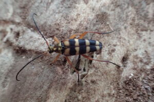 ヨツスジハナカミキリ