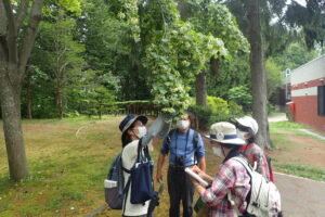 シナノキの花を観察する光景