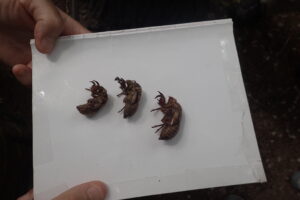 エゾゼミ、コエゾゼミの抜け殻