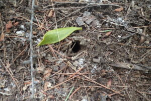 セミの出てきた穴