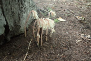 シャクジョウソウの花